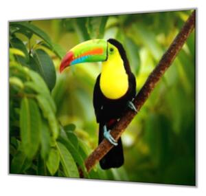 Ochranná deska sklo papoušek tukan - 40x40cm / Bez lepení na zeď