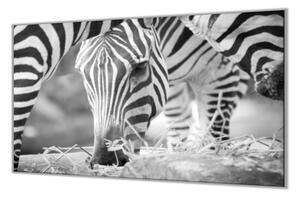 Ochranná deska s motivem černobílá zebra - 52x60cm / S lepením na zeď