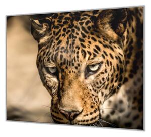 Ochranná deska do kuchyně šelma leopard - 50x70cm / S lepením na zeď