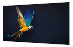 Ochranná deska letící papoušek Ara Ararauna - 52x60cm / S lepením na zeď