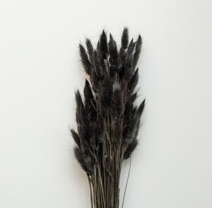 Sušené květiny Lagurus Black COOEE Design