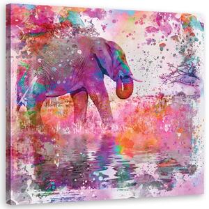 Obraz na plátně Slon mezi barvami - Andrea Haase Rozměry: 30 x 30 cm