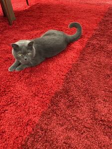 Kusový koberec Life Shaggy 1503 red 160x230 cm