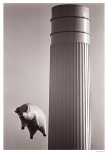 Plakát, Obraz - Pink Floyd - Animals – Inflatable pig 1976