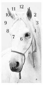 Nástěnné hodiny kůň 30x60cm VII - plexi