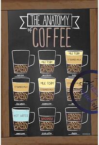 Cedule The Anatomy Caffee