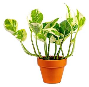 Epipremnum N Joy, průměr 6 cm Šplhavník