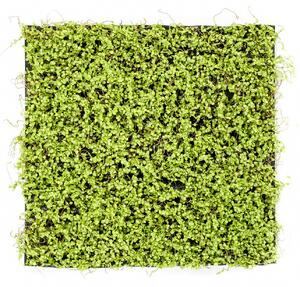 Umělá živá zelená stěna Soleirolia, 50 x 50cm
