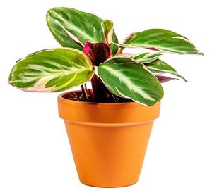 Stromanthe Triostar, průměr 7 cm Stromante