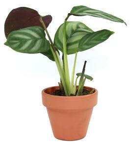 Ctenanthe Setosa Compactstar, průměr 6 cm Ktenante