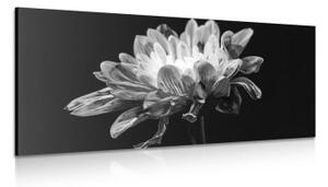 Obraz černobílá sedmikráska - 100x50 cm