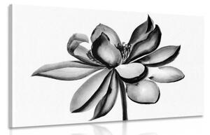 Obraz akvarelový lotosový květ v černobílém provedení - 90x60 cm