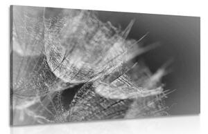 Obraz černobílá makro pampeliška na pozadí - 120x80 cm
