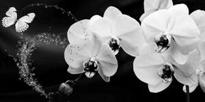 Obraz černobílá orchidej a motýl - 100x50 cm