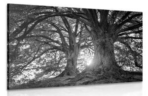 Obraz černobílé majestátní stromy - 120x80 cm