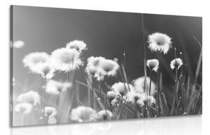 Obraz bavlněná tráva v černobílém provedení - 90x60 cm