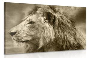 Obraz africký lev v sépiovém provedení - 120x80 cm