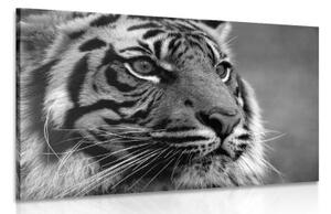 Obraz bengálský tygr v černobílém provedení - 120x80 cm