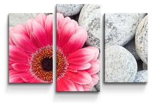 Sablio Obraz - 3-dílný Gerbera na kamenech - 75x50 cm