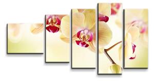 Sablio Obraz - 5-dílný Orchidej 2 - 100x60 cm