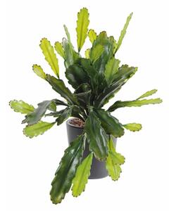 Luxusní umělý kaktus EPIPYLLUM VELKÝ UV, 50cm