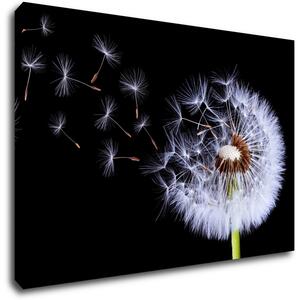 Impresi Obraz Pampeliška na černém pozadí - 60 x 40 cm