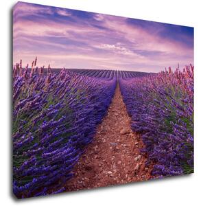 Impresi Obraz Levandulové pole - 70 x 50 cm