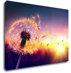 Impresi Obraz Pampeliška se západem slunce - 70 x 50 cm
