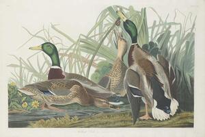John James (after) Audubon - Obrazová reprodukce Mallard Duck, 1834, (40 x 26.7 cm)