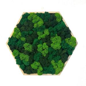 Mechový obraz - Hexagon - mix Velikost rámu: 21cm (v nejširším bodě)