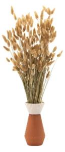 Sušené květiny Lagurus – natural