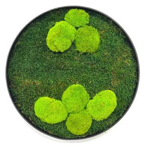 Mechový obraz – Kruh s plochým a kopečkovým mechem Velikost rámu: 40cm