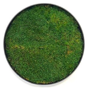 Mechový obraz – Kruh s plochým mechem Velikost rámu: 40cm