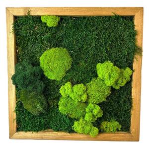 Mechový obraz čtverec se stabilizovaným mechem Velikost rámu: 50x50cm