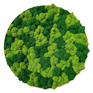 Mechový obraz - Kruh lišejník mix Velikost rámu: 40cm