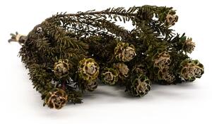 Stabilizovaná kytice Tortum – zelená