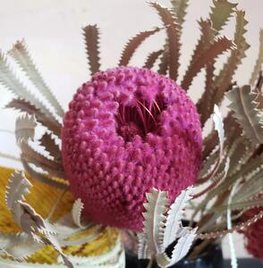 Sušené květiny - Banksia - růžová