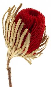 Sušené květiny - Banksia - červená