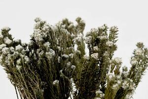 Stabilizovaná kytice phylica cotton - bílá
