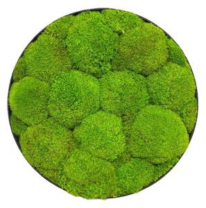 Mechový obraz - Kruh - Ball moss Velikost rámu: 40cm