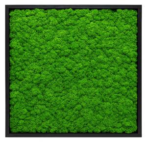 Mechový obraz – mini čtverec – lišejník Velikost: 20x20cm