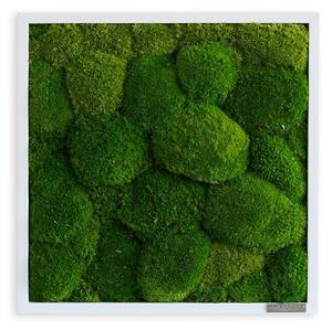 Mechový obraz z kopečkového mechu 35x35