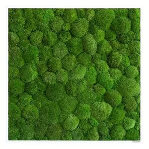 Mechový obraz z kopečkového mechu 80x80, Dřevěný rám (bílý)