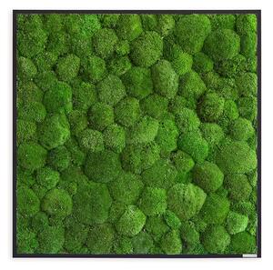Mechový obraz z kopečkového mechu 80x80, Dřevěný rám (černý)