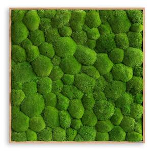 Mechový obraz z kopečkového mechu 80x80, Dřevěný rám (dub)