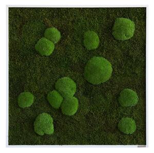 Mechový obraz z kopečkového a lesního mechu 80x80, Dřevěný rám (bílý)