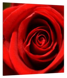 Detailní obraz květu růže (30x30 cm)
