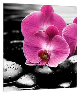 Obraz květů orchideje (30x30 cm)