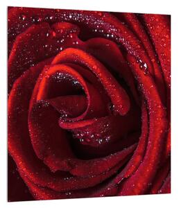 Obraz červené růže (30x30 cm)