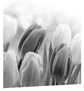 Černobílý obraz pučících tulipánů (30x30 cm)